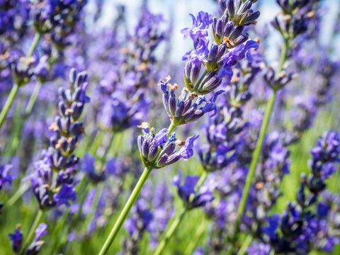 A field of lavender plants in full bloom close up