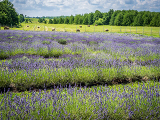 A field of lavender in full bloom