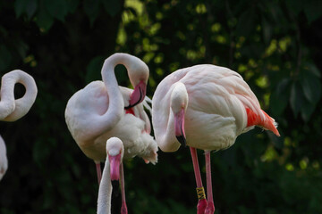 A beautiful flock of Pink Flamingo Birds