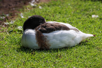 A beautiful animal portrait of a Shelduck enjoying the sunshine