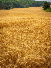 golden wheat field