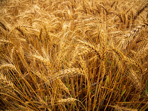 golden wheat field close up