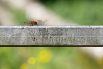 sympetrum sanguineum