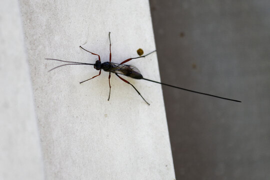 ichneumon