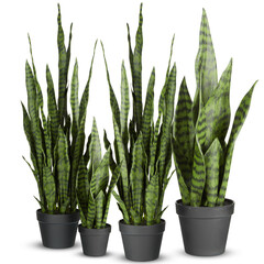 sansevieria Long-leaved tree with tiger stripes in a pot cut out isolated transparent background