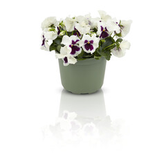 pansy flowers in full bloom Bushes in pots decorate the balcony primrose primula flowers in full bloom Bushes in pots decorate the balcony cut out isolated transparent background