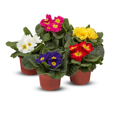 Fototapeta na wymiar primrose primula flowers in full bloom Bushes in pots decorate the balcony cut out isolated transparent background