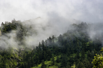 Fototapeta na wymiar Dark and Dramatic Foggy Forest Landscape in Mountains of Nepal