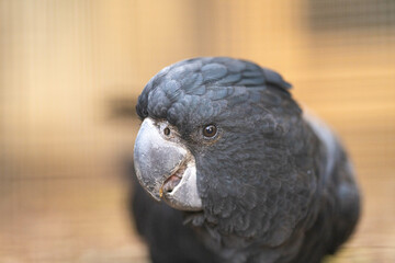blose up Red tailed black cockatoo perched in a gum tree in outback Australia. Native Australian birds in a tree in a national park