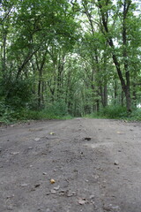 A dirt road through a forest