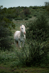 White wild horse, Tonto National Forest, Arizona 