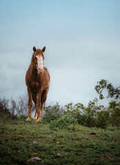 Obraz premium Mustang, Wild horse, Tonto National Forest, Arizona 