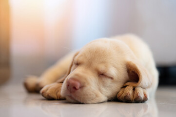Adorable Labrador puppy sleep on floor