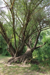 Fototapeta na wymiar A tree with a large trunk