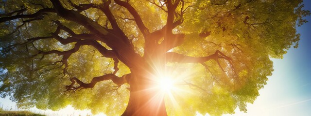 Summer or autumn nature background, big old oak tree against sunlight