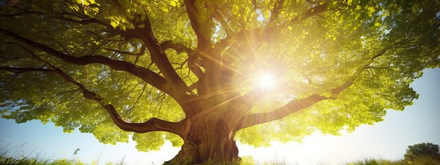 Summer or autumn nature background, big old oak tree against sunlight - obrazy, fototapety, plakaty