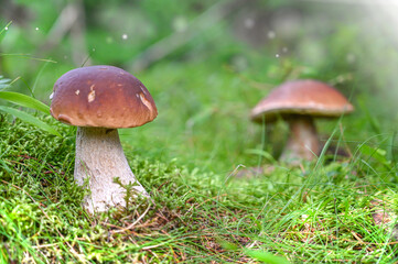 boletus mushroom in the moss in the forrest
