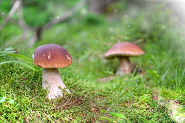 boletus mushroom in the moss in the forrest