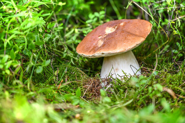 boletus edulis mushroom in the moss in the amazing forest