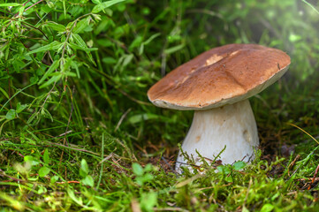 boletus edulis mushroom in the moss in the amazing forest