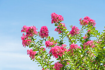 purple crape myrtle blooming flower with space copy on blue sky