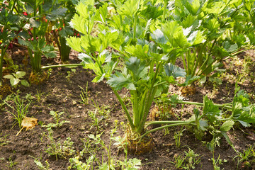 Obraz premium seler zwyczajny , Apium graveolens L