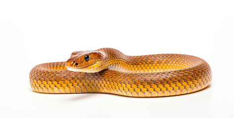 Fototapeta premium Brown colour snake isolated on white background with shadow