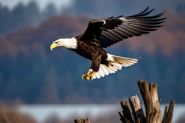 Foto op Plexiglas american bald eagle © zabeehullah