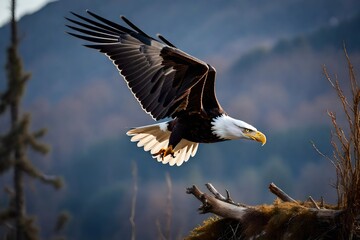 Obraz premium american bald eagle