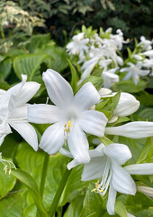 Fototapeta premium August Lily. White Hosta Flowers Closeup.