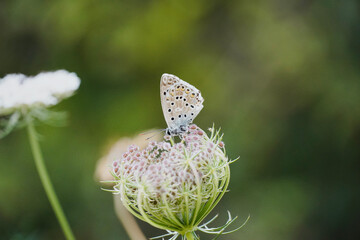 Blue and white butterfly on a flower in a green meadow (Polyommatus escheri).