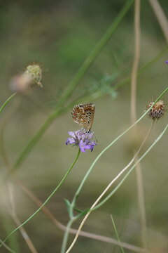 Brown butterfly on a plant in a dry meadow (Lysandra). 