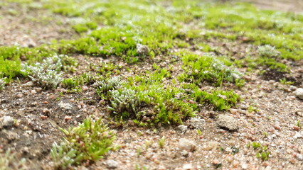 moss on the ground