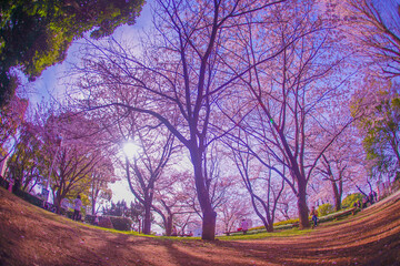 飛鳥山公園の桜