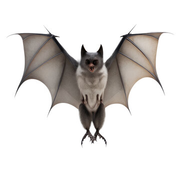 Bat on a white, Bat png transparent images, flying bat png, bat transparent background, bat wallpaper, Halloween bat wallpaper