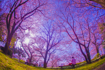 Fototapeta na wymiar 飛鳥山公園の桜