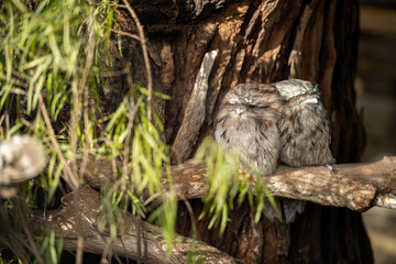 pair of tawny frogmouth owls sleeping in a tree during the day in australia