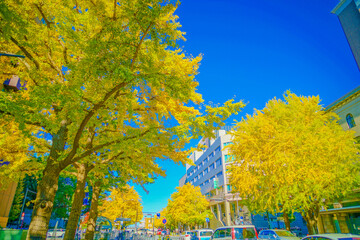日本大通りの紅葉（横浜市）