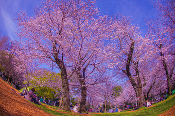 飛鳥山公園の桜