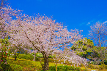 岸根公園の桜