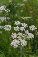 Fleurs d'Angélique sauvage