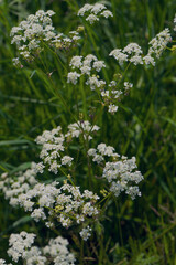 Fleurs d'Angélique sauvage