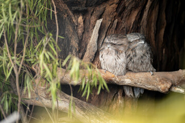 pair of tawny frogmouth owls sleeping in a tree during the day in australia