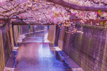 中目黒の満開の桜