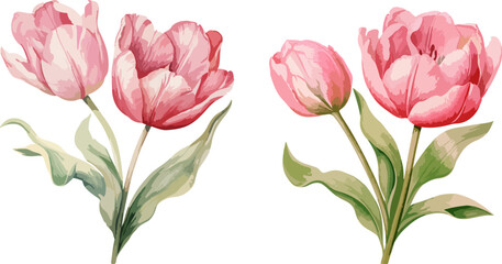 Tulips clipart, isolated vector illustration.