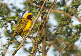Closeup of a Ruppells weaver bird on tree branch, Bahrain