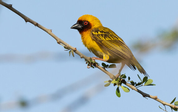 Closeup of a Ruppells weaver bird on tree branch, Bahrain