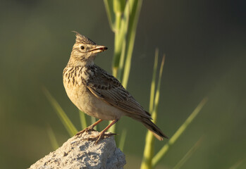 Crested Lark with prey in a rosk at Hamala, Bahrain