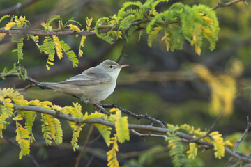 Upchers Warbler perched on green at Hamala, Bahrain