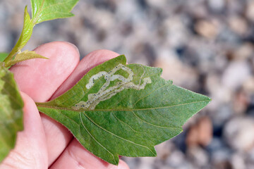 Leaf mines on a dahlia leaf